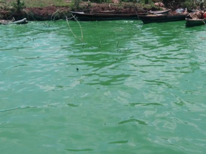 Chandrapur green water case; Orders of fishermen to be removed from the grass | चंद्रपूर हिरव्या पाण्याचे प्रकरण; मच्छिमारांना अमलनाला तीरावरून हटण्याचे आदेश Chandrapur green water case; Orders of fishermen to be removed from the grass | चंद्रपूर हिरव्या पाण्याचे प्रकरण; मच्छिमारांना अमलनाला तीरावरून हटण्याचे आदेश