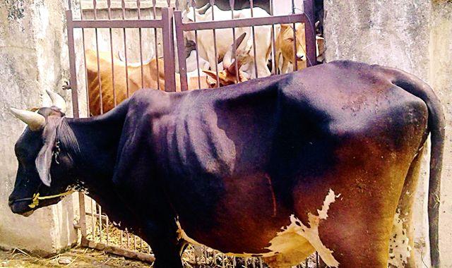 18 rescued animals released for slaughter | कत्तलीसाठी नेणाऱ्या १८ जनावरांची सुटका