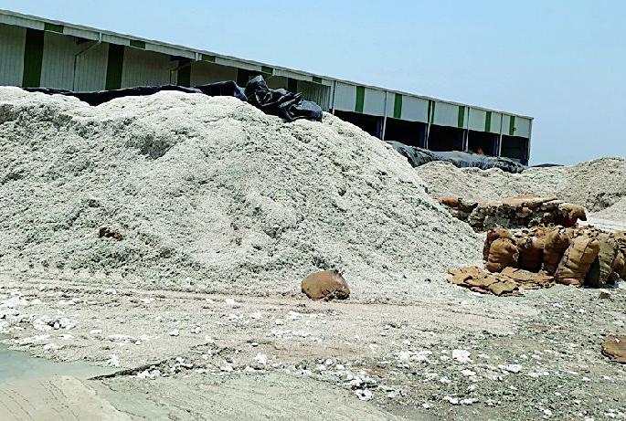 Thieves Biti Kapas grew in disasters | चोर बिटी कापसाने संकटे वाढली