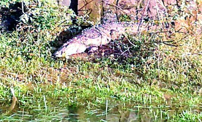 Ctps-Khairagaon came to Shivar | सीटीपीएस-खैरगाव शिवारात आली मगर