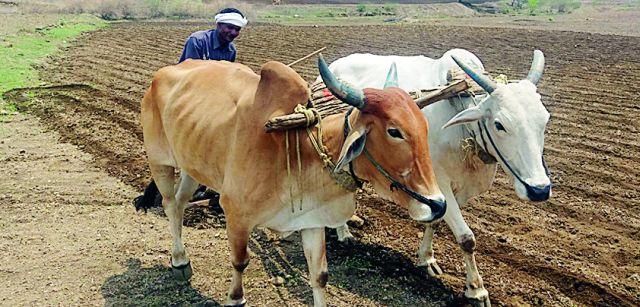 Towards the cultivation, the beggars' excursion | मशागत आटोपली, मृगधारांची आस Towards the cultivation, the beggars' excursion | मशागत आटोपली, मृगधारांची आस