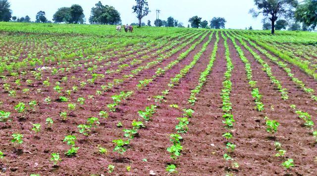 Due to the absence of rains, the growth of crops will be depleted | पावसाअभावी पिकांची वाढ खुंटली Due to the absence of rains, the growth of crops will be depleted | पावसाअभावी पिकांची वाढ खुंटली