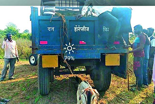 Tiger did not wander the cage | वाघ पिंजऱ्याकडे भटकलाच नाही