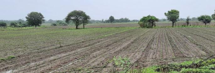 The rain has doubled, the loss of five lakh farmers | पाऊस झाला दुप्पट, सव्वा पाच लाख शेतकऱ्यांचे नुकसान