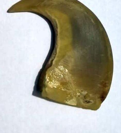 Taking the tiger nails, he went to make a locket and got caught in the trap | वाघनखे घेऊन 'तो' लॉकेट बनविण्यासाठी गेला आणि जाळ्यात अडकला Taking the tiger nails, he went to make a locket and got caught in the trap | वाघनखे घेऊन 'तो' लॉकेट बनविण्यासाठी गेला आणि जाळ्यात अडकला