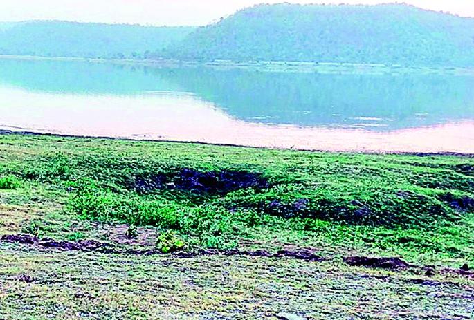 Who threw 15 dead animals in Amalna dam area? | अमलनाला धरण परिसरात 15 मृत जनावरे फेकणारे कोण ? Who threw 15 dead animals in Amalna dam area? | अमलनाला धरण परिसरात 15 मृत जनावरे फेकणारे कोण ?