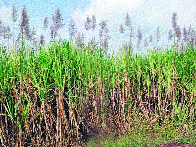Climate change is breeding sugarcane | हवामानातील बदलामुळे उसाला तुरे Climate change is breeding sugarcane | हवामानातील बदलामुळे उसाला तुरे