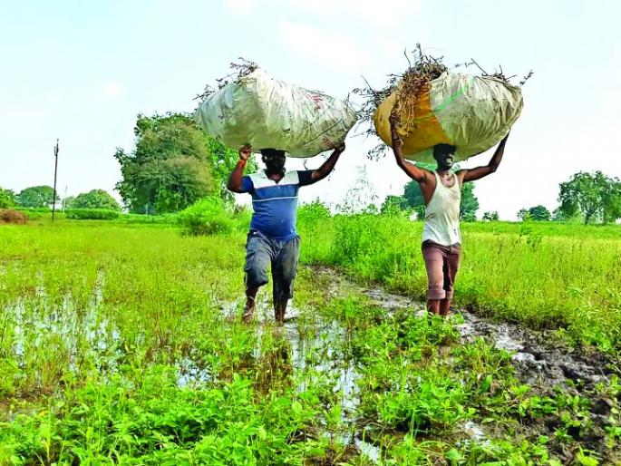 Farmer have to go thrugh One kilometer of mud | एक किमी चिखल तुडवत आणावे लागते सोयाबीन Farmer have to go thrugh One kilometer of mud | एक किमी चिखल तुडवत आणावे लागते सोयाबीन