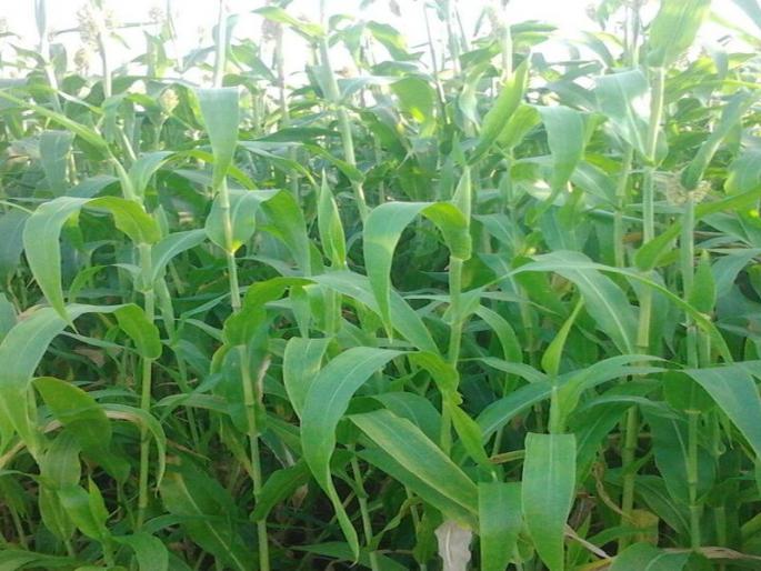 In Dhule district only 28% sowing is done | धुळे जिल्ह्यात केवळ २८ टक्के रब्बीची पेरणी In Dhule district only 28% sowing is done | धुळे जिल्ह्यात केवळ २८ टक्के रब्बीची पेरणी