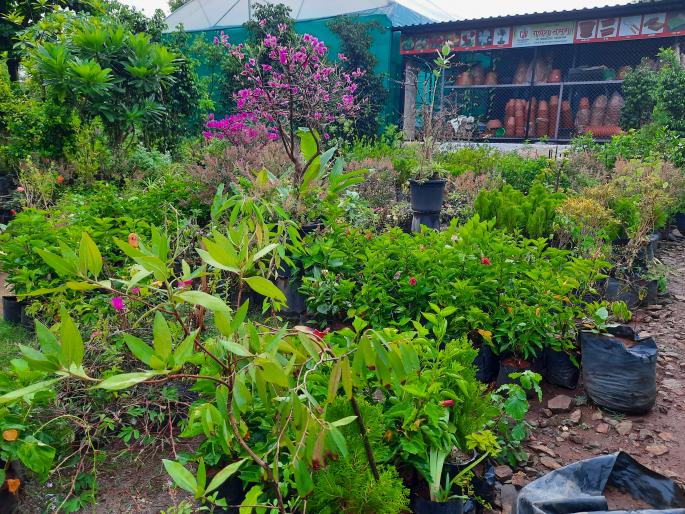 Double demand for immunity-enhancing basil, ashwagandha plants | इम्युनिटी वाढविणाऱ्या तुळस, अश्वगंधाच्या रोपांना दुप्पट मागणी Double demand for immunity-enhancing basil, ashwagandha plants | इम्युनिटी वाढविणाऱ्या तुळस, अश्वगंधाच्या रोपांना दुप्पट मागणी