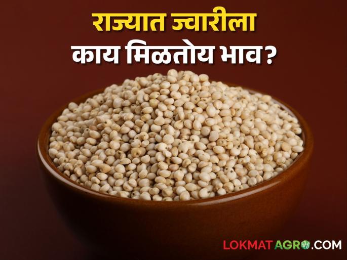 Sorghum Market today: In the state today including Shalu, Maldandi, Dadar sorghum, what are the prices? | Sorghum Market today: राज्यात आज शाळूसह, मालदांडी, दादर ज्वारीची आवक, काय मिळतोय भाव? Sorghum Market today: In the state today including Shalu, Maldandi, Dadar sorghum, what are the prices? | Sorghum Market today: राज्यात आज शाळूसह, मालदांडी, दादर ज्वारीची आवक, काय मिळतोय भाव?