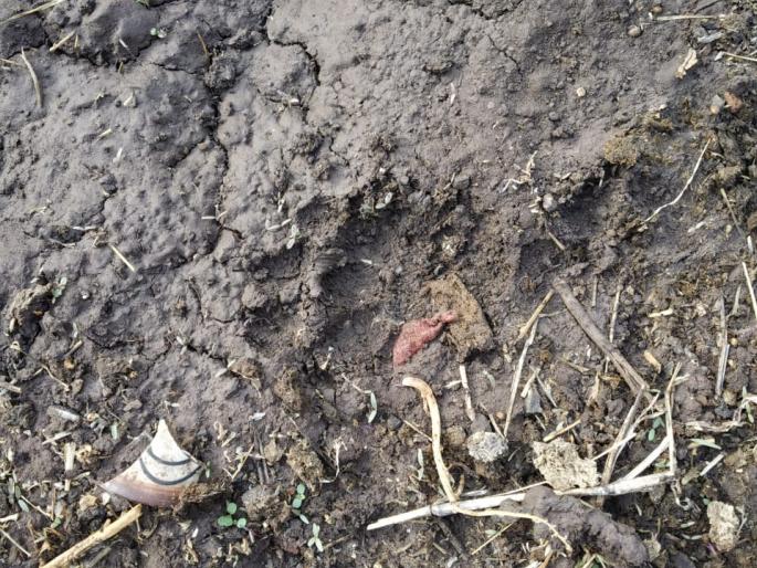 A whirlpool | एकलहऱ्यात बिबट्याचा धुमाकूळ A whirlpool | एकलहऱ्यात बिबट्याचा धुमाकूळ