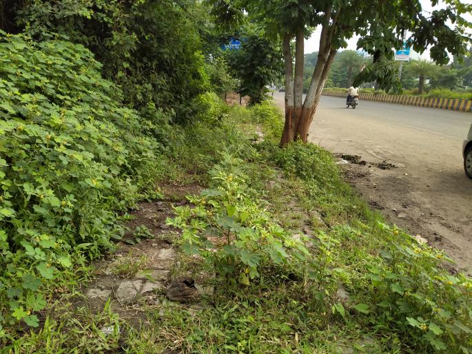 Carrots on the sidewalk | पदपथावर गाजरगवत