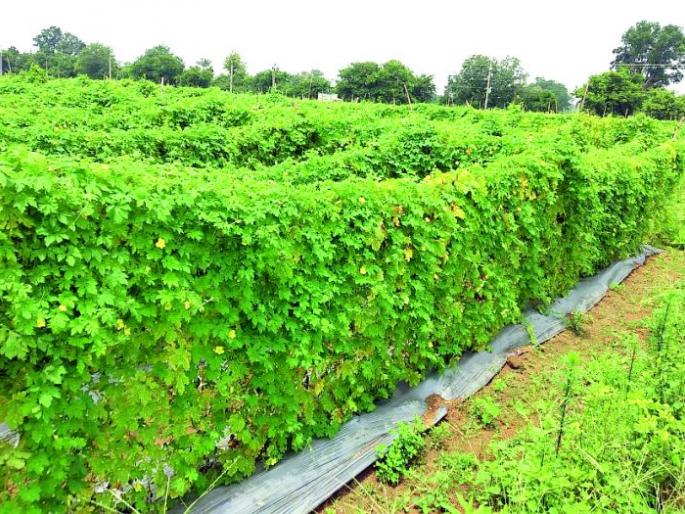 A young man from Kinhala cultivates a variety of vegetables in one acre of Chaida | किन्हाळाच्या युवकाने चाैदा एकरात फुलविली विविध प्रकारच्या भाजीपाल्याची शेती A young man from Kinhala cultivates a variety of vegetables in one acre of Chaida | किन्हाळाच्या युवकाने चाैदा एकरात फुलविली विविध प्रकारच्या भाजीपाल्याची शेती