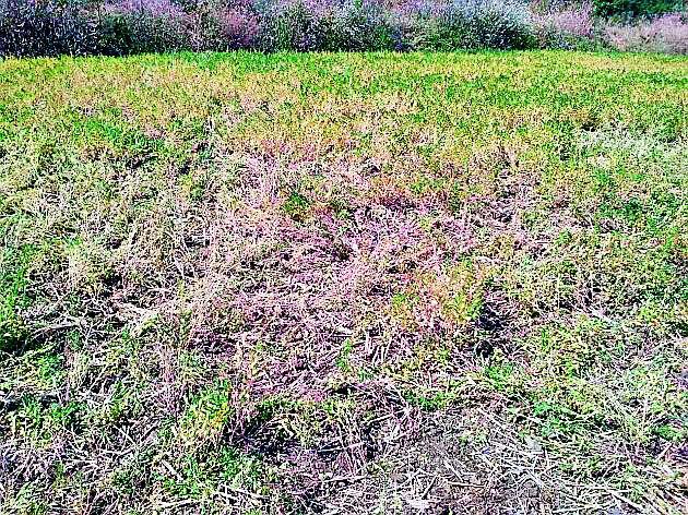 Hades in the field | शेतात रानडुकरांचा हैदोस Hades in the field | शेतात रानडुकरांचा हैदोस