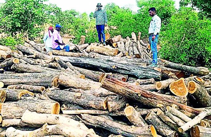 Five villages heard the 'Karkar' harvest, but it did not fall on the ears of 'those' guards | ‘करकर’ कापणी ऐकली पाच गावांनी, ना पडली ‘त्या’ रक्षकांच्या कानी Five villages heard the 'Karkar' harvest, but it did not fall on the ears of 'those' guards | ‘करकर’ कापणी ऐकली पाच गावांनी, ना पडली ‘त्या’ रक्षकांच्या कानी