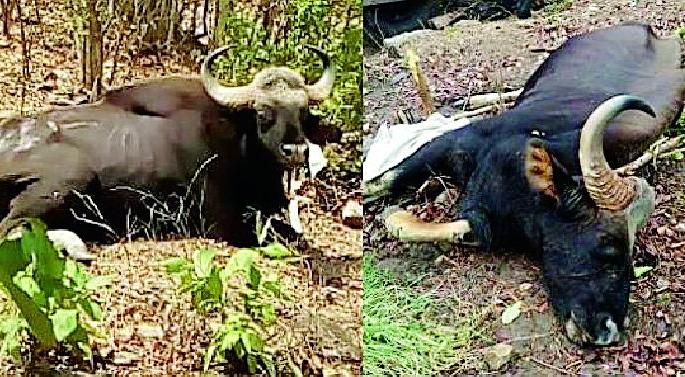 Rogue death due to lack of treatment | उपचाराअभावी रानगव्याचा मृत्यू