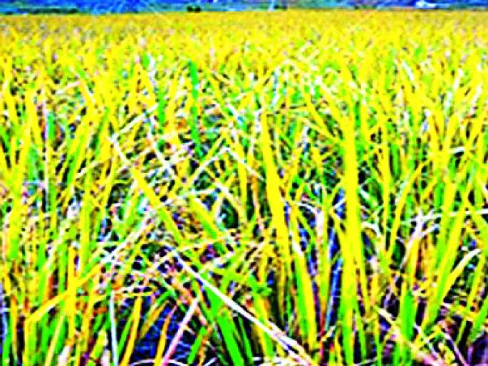 If you remove the leaves from the mouth of the farmers, then the movement of Rakan | शेतकऱ्यांच्या तोंडाला पाने पुसल्यास राकाँचे आंदोलन If you remove the leaves from the mouth of the farmers, then the movement of Rakan | शेतकऱ्यांच्या तोंडाला पाने पुसल्यास राकाँचे आंदोलन