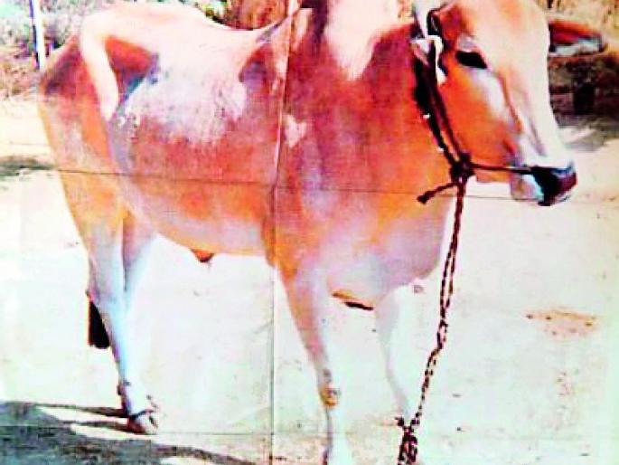 Kokadi's 'Bonga' bull, who sheds tears after losing | हारल्यानंतर अश्रू ढाळणारा कोकडीचा ‘बोंगा’ बैल