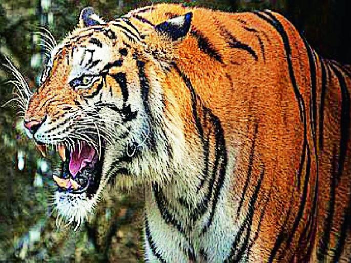 Timely settlement of human-wildlife conflict | मानव-वन्यजीव संघर्षावर वेळीच तोडगा काढा Timely settlement of human-wildlife conflict | मानव-वन्यजीव संघर्षावर वेळीच तोडगा काढा