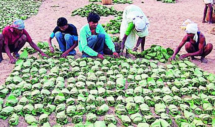 Bonus of tendupatta workers stuck in the bank | बँकेच्या मुजाेरीने अडकला तेंदूपत्ता मजुरांचा बोनस