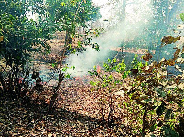 Cosmotondi forest reserve is daily used | कोसमतोंडी वनपरिक्षेत्रात रोजच लागतोय वणवा Cosmotondi forest reserve is daily used | कोसमतोंडी वनपरिक्षेत्रात रोजच लागतोय वणवा