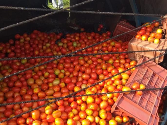 Beef hidden under tomatoes | टमाट्याखाली दडवले गोमांस Beef hidden under tomatoes | टमाट्याखाली दडवले गोमांस