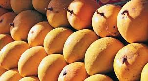 Demand for hapus mango increased | हापूस आंब्याची मागणी वाढली Demand for hapus mango increased | हापूस आंब्याची मागणी वाढली