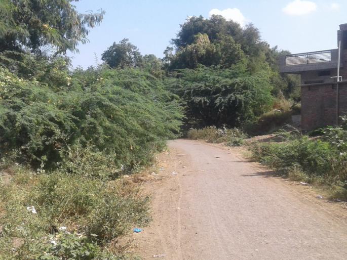 Road lost in trees | वेड्याबाभळीत हरवला कुरण रस्ता