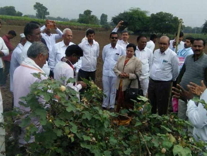 Observation of the Shendri Bondali eradication project at Wakhari | वखारी येथील शेंद्री बोंडअळी निर्मूलन प्रकल्पाची पाहणी Observation of the Shendri Bondali eradication project at Wakhari | वखारी येथील शेंद्री बोंडअळी निर्मूलन प्रकल्पाची पाहणी