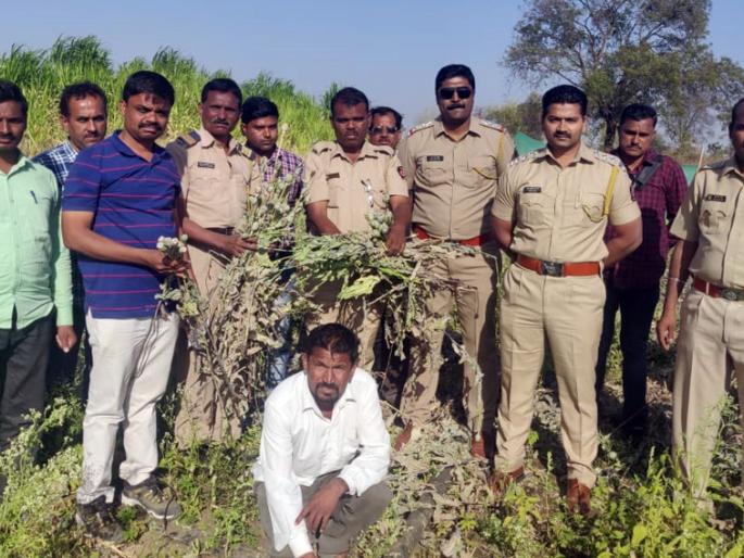 Apu's Farmer | अफूची शेती करणारा जेरबंद Apu's Farmer | अफूची शेती करणारा जेरबंद