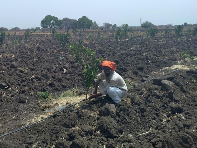 Farmers' struggle for survival of orchards | फळबागा जगवण्यासाठी शेतकऱ्यांची धडपड Farmers' struggle for survival of orchards | फळबागा जगवण्यासाठी शेतकऱ्यांची धडपड