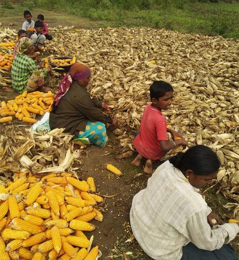 The farmer was shocked to see what was left | काय उरले पाहण्यात शेतकरी झाला गुंग