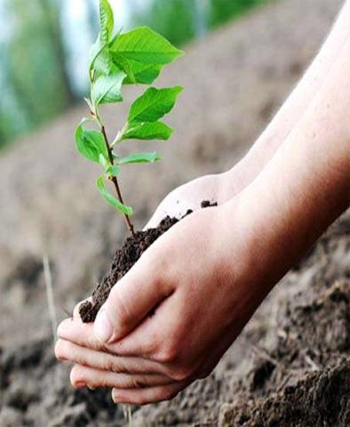 Targeting 28 lakh trees in Jalna district | जालना जिल्ह्यात २८ लक्ष वृक्ष लागवडीचे उद्दिष्ट Targeting 28 lakh trees in Jalna district | जालना जिल्ह्यात २८ लक्ष वृक्ष लागवडीचे उद्दिष्ट