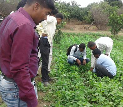 Calf trapped by leopard in Hadgaon Shivar | हदगाव शिवारात बिबट्याने पाडला वासराचा फडशा Calf trapped by leopard in Hadgaon Shivar | हदगाव शिवारात बिबट्याने पाडला वासराचा फडशा