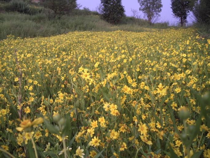 Cass, bamnolii flower flower fur! | कास, बामणोलीला कारळ्याच्या फुलांनी शिवार बहरलं !