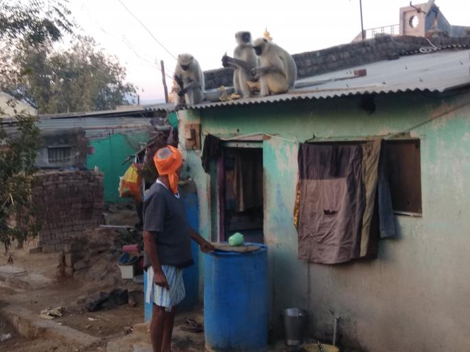 Water, wild animals in search of food | पाणी, अन्नच्या शोधार्थ वन्य प्राणी गावाकडे Water, wild animals in search of food | पाणी, अन्नच्या शोधार्थ वन्य प्राणी गावाकडे