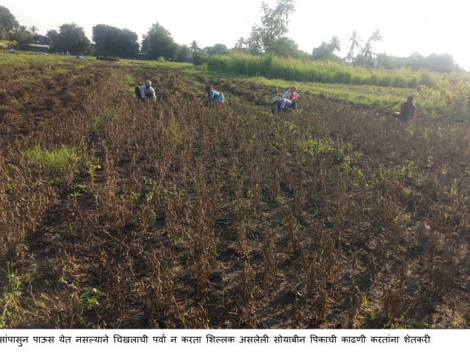 Cost of transporting rescued crops to a safe place | बचावलेली पिके सुरक्षित ठिकाणी वाहून नेण्याची लगबग  Cost of transporting rescued crops to a safe place | बचावलेली पिके सुरक्षित ठिकाणी वाहून नेण्याची लगबग