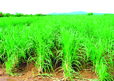 The story of the sugarcane tray! | ऊसशेती तांबेऱ्याच्या विळख्यात ! The story of the sugarcane tray! | ऊसशेती तांबेऱ्याच्या विळख्यात !