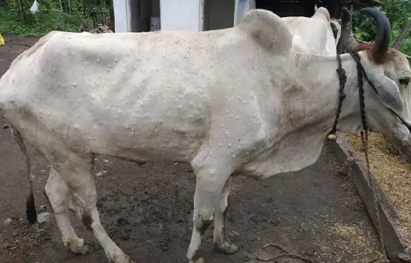 Lumpy virus thrush on animals | जनावरावर लम्पी विषाणूचं थैमान