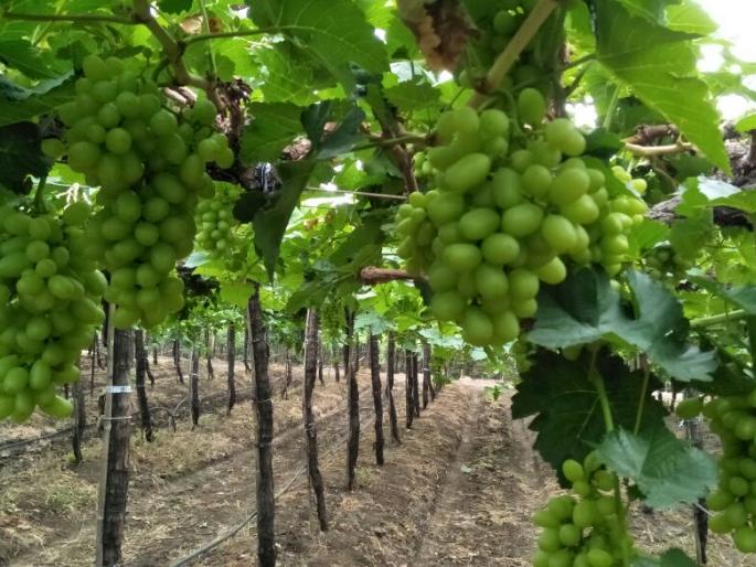 Rain concerns grape manufacturers | पावसाने द्राक्ष उत्पादक चिंतीत Rain concerns grape manufacturers | पावसाने द्राक्ष उत्पादक चिंतीत