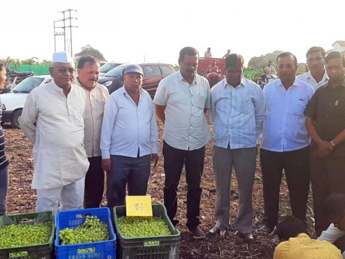 Buy the vineyard now at the Lasalgaon Market Committee | लासलगाव बाजार समितीत आता द्राक्षमणी खरेदी Buy the vineyard now at the Lasalgaon Market Committee | लासलगाव बाजार समितीत आता द्राक्षमणी खरेदी