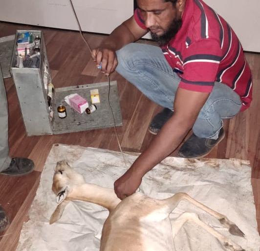 Treatment of wild animals in Malegaon | मालेगावी जंगली प्राण्यांवर उपचार Treatment of wild animals in Malegaon | मालेगावी जंगली प्राण्यांवर उपचार