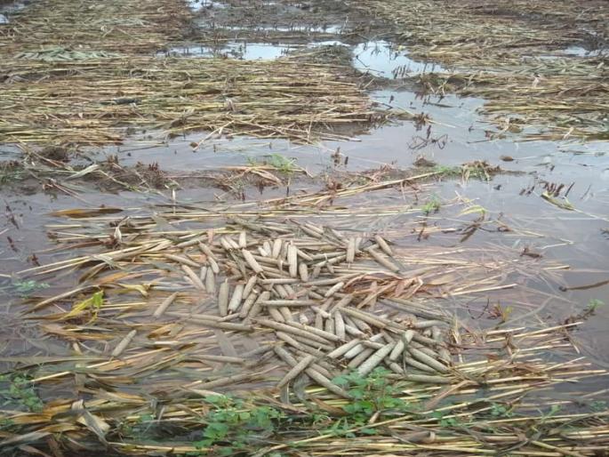 Quit his job and poured money into the field; The future with the crop is also 'drowned' in water | ‘लोकमत’ बांधावर; नोकरी सोडून पैसा ओतला शेतात, पिकासह भविष्यही ‘बुडालं’ पाण्यात Quit his job and poured money into the field; The future with the crop is also 'drowned' in water | ‘लोकमत’ बांधावर; नोकरी सोडून पैसा ओतला शेतात, पिकासह भविष्यही ‘बुडालं’ पाण्यात
