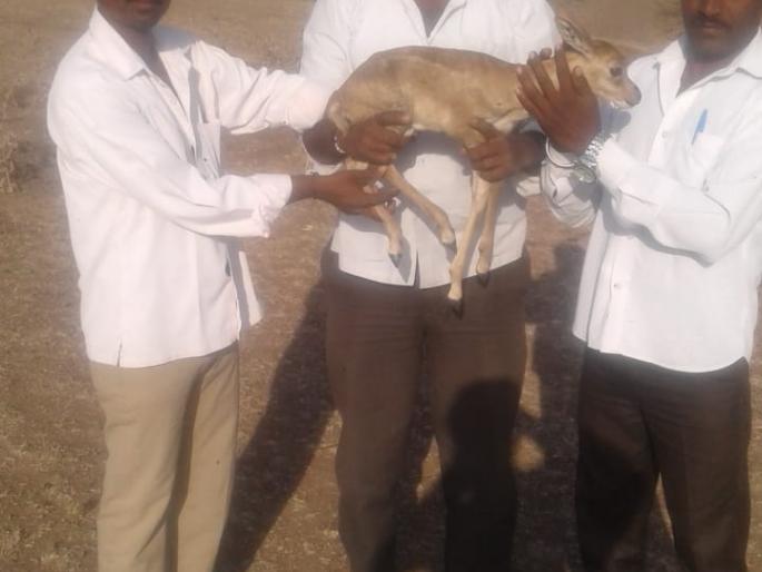 Due to vigilance of youth in Mamdapur, | ममदापूर येथे तरु णांच्या सतर्कतेमुळे पाडसाला जीवदान Due to vigilance of youth in Mamdapur, | ममदापूर येथे तरु णांच्या सतर्कतेमुळे पाडसाला जीवदान