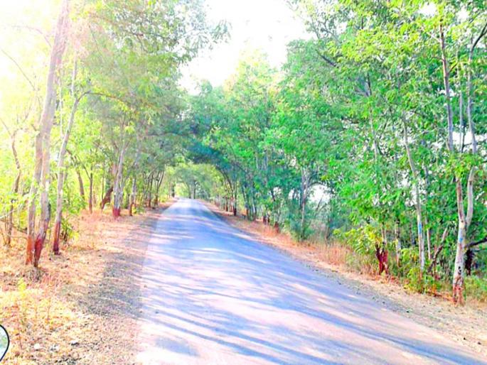 The road has been renovated in Anand | रस्ता नुतनीकरणात म्हसले येथील वनराईवर कुºहाड The road has been renovated in Anand | रस्ता नुतनीकरणात म्हसले येथील वनराईवर कुºहाड