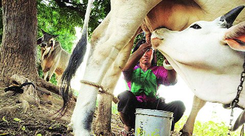 Cow milk prices decreased by two rupees | गाय दूध दर दोन रुपयांनी घटले Cow milk prices decreased by two rupees | गाय दूध दर दोन रुपयांनी घटले