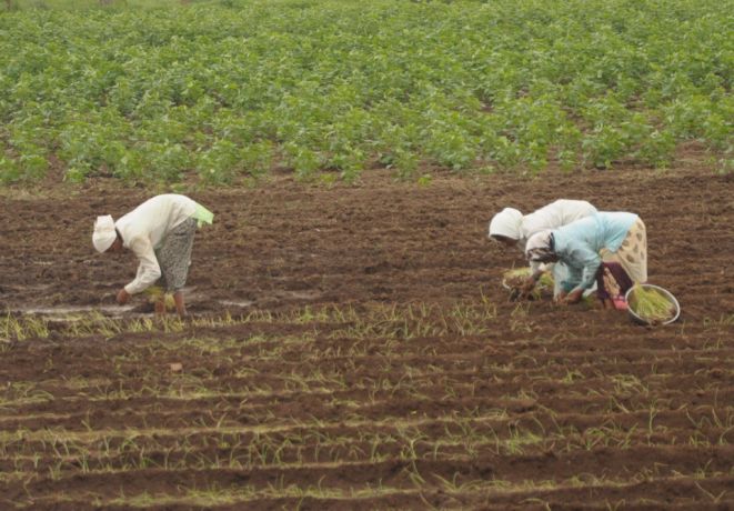 Increased percentage of vegetable cultivation in lockdown | लॉकडाऊनमध्ये भाजीपाला लागवडीचा वाढला टक्का Increased percentage of vegetable cultivation in lockdown | लॉकडाऊनमध्ये भाजीपाला लागवडीचा वाढला टक्का