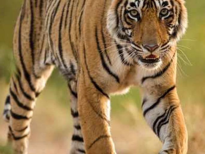 Nutritional environment for 'Wagha' in Nandurbar forest area | नंदुरबार वनक्षेत्रात ‘वाघा’ला पोषक वातावरण Nutritional environment for 'Wagha' in Nandurbar forest area | नंदुरबार वनक्षेत्रात ‘वाघा’ला पोषक वातावरण