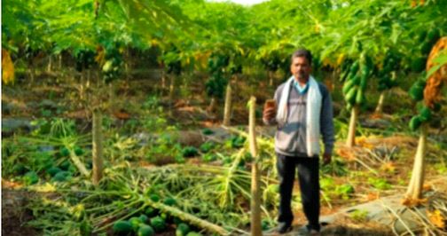 70 papaya trees were cut down and thrown away | पपईचे ७० झाडे तोडून फेकली 70 papaya trees were cut down and thrown away | पपईचे ७० झाडे तोडून फेकली